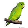 Forpus passerinus Green-rumped Parrotlet
