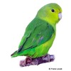 Forpus xanthopterygius Blue-winged Parrotlet