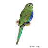 Neophema chrysostoma Blue-winged Parrot