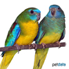 Neophema pulchella Turquoise Parrot