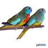 Neophema splendida Scarlet-chested Parrot