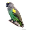 Poicephalus meyeri Meyer's Parrot