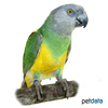 Poicephalus senegalus Senegal Parrot