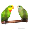 Polytelis swainsonii Superb Parrot