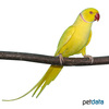 Psittacula krameri 'Yellow' Rose-ringed Parakeet Yellow