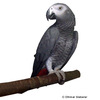 Psittacus erithacus Grey Parrot