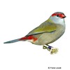 Neochmia temporalis Red-browed Firetail
