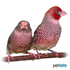 Amadina erythrocephala Red-headed Finch