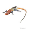 Platysaurus imperator Emperor Flat Lizard