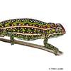 Furcifer campani Jeweled Chameleon