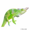 Kinyongia fischeri Fischer's Chameleon