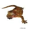 Mniarogekko chahoua Bavay's Giant Gecko