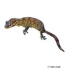 Rhacodactylus trachyrhynchus Rough-snouted Giant Gecko