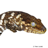 Rhacodactylus leachianus New Caledonia Giant Gecko