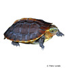 Cuora flavomarginata Chinese Box Turtle