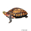 Cuora galbinifrons Indochinese Box Turtle