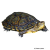 Cuora yunnanensis Yunnan Box Turtle