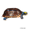 Cuora trifasciata Three-banded Box Turtle