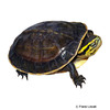 Cuora amboinensis Amboina Box Turtle