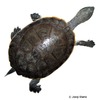 Phrynops hilarii Hilaire’s Toadhead Turtle