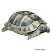 Testudo graeca nabeulensis Tunisian Spur-thighed Tortoise