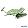 Chamaeleo dilepis Flap-necked Chameleon