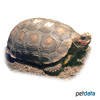 Chelonoidis carbonarius Red-footed Tortoise