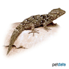 Chondrodactylus bibronii Bibron's Thick-toed Gecko
