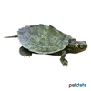Graptemys pseudogeographica kohnii Mississippi Map Turtle