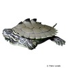 Graptemys nigrinoda Black-knobbed Map Turtle