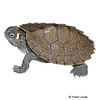 Graptemys ouachitensis Ouachita Map Turtle