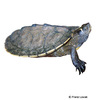 Graptemys p. pseudogeographica False Map Turtle