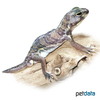 Holodactylus africanus African Whole-toed Gecko