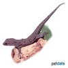 Lygodactylus capensis Cape Dwarf Gecko