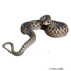 Arizona elegans Texas Glossy Snake