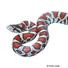 Lampropeltis triangulum Eastern Milk Snake