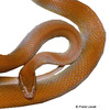 Boaedon fuliginosus Brown House Snake