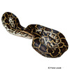 Python molurus Indian Rock Python