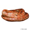Pantherophis guttatus Eastern Corn Snake