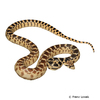 Pituophis catenifer deserticola Great Basin Gopher Snake