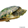 Sternotherus minor Loggerhead Musk Turtle