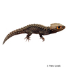 Tribolonotus gracilis Red-eyed Crocodile Skink