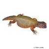 Uromastyx nigriventris Moroccan Spinytail Lizard
