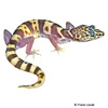 Coleonyx variegatus Western Banded Gecko
