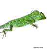 Gonocephalus chamaeleontinus Chameleon Anglehead Lizard