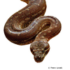 Morelia bredli Centralian Carpet Python
