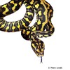 Morelia spilota cheynei Jungle Carpet Python