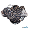 Morelia spilota variegata Darwin Carpet Python