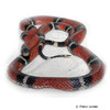 Lampropeltis triangulum sinaloae Sinaloan Milk Snake