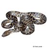 Antaresia maculosa Spotted Python
